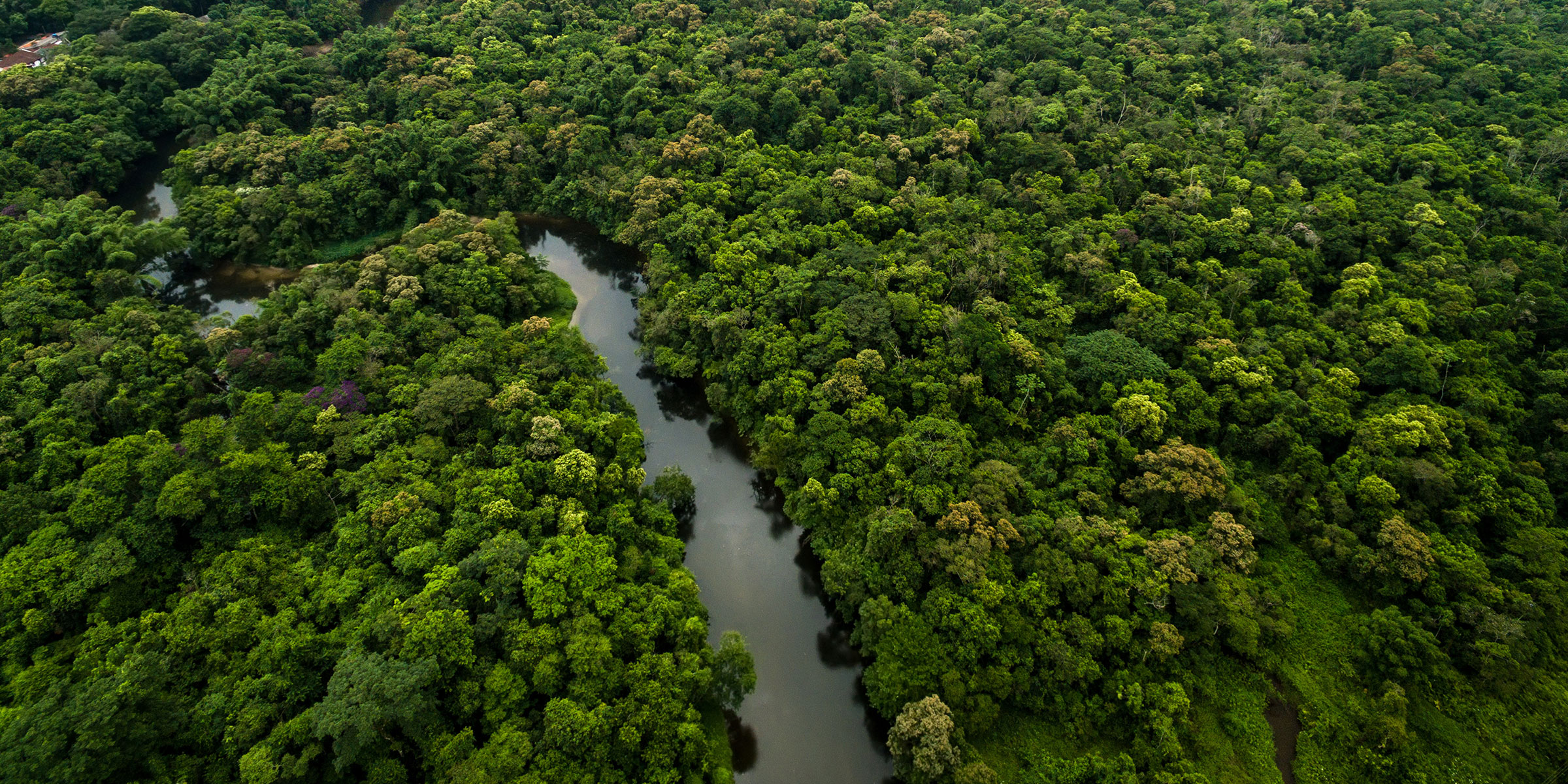 A dark river winds through a green expanse of Amazon rainforest