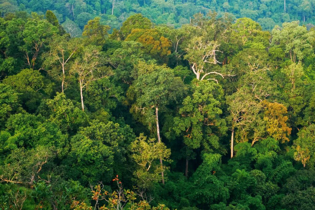 A Call for Strengthened Rights Protections in the REDD+ Carbon Market Standard TREES 1 aerial photo of treetops
