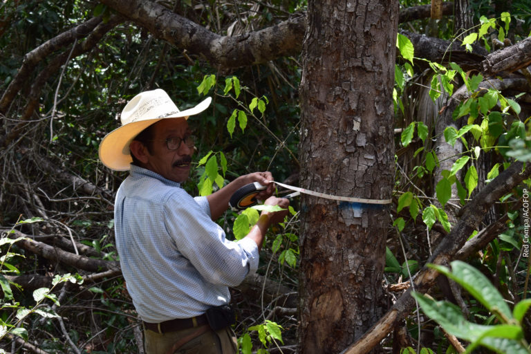 A man measuring a tree in the forest