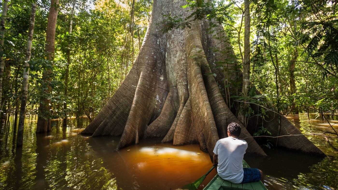 Fall 2025 Newsletter 2 A man in a canoe in front a Sumauma tree (Ceiba pentandra) flooded by the waters of the Rio Negro river in the Amazon rainforest