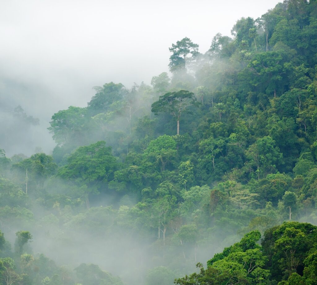 TREES 3.0: Indigenous Peoples and Local Communities Secure Key Wins in Revision of Leading Carbon Market Standard 1 AdobeStock 33113644