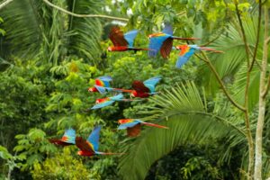 A flock of vibrant scarlet macaws flying amidst the green foliage of the rainforest.
