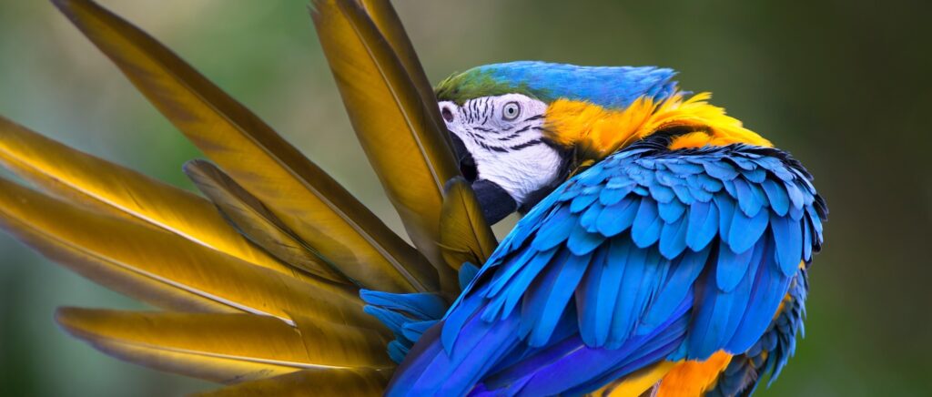 a blue and yellow parrot