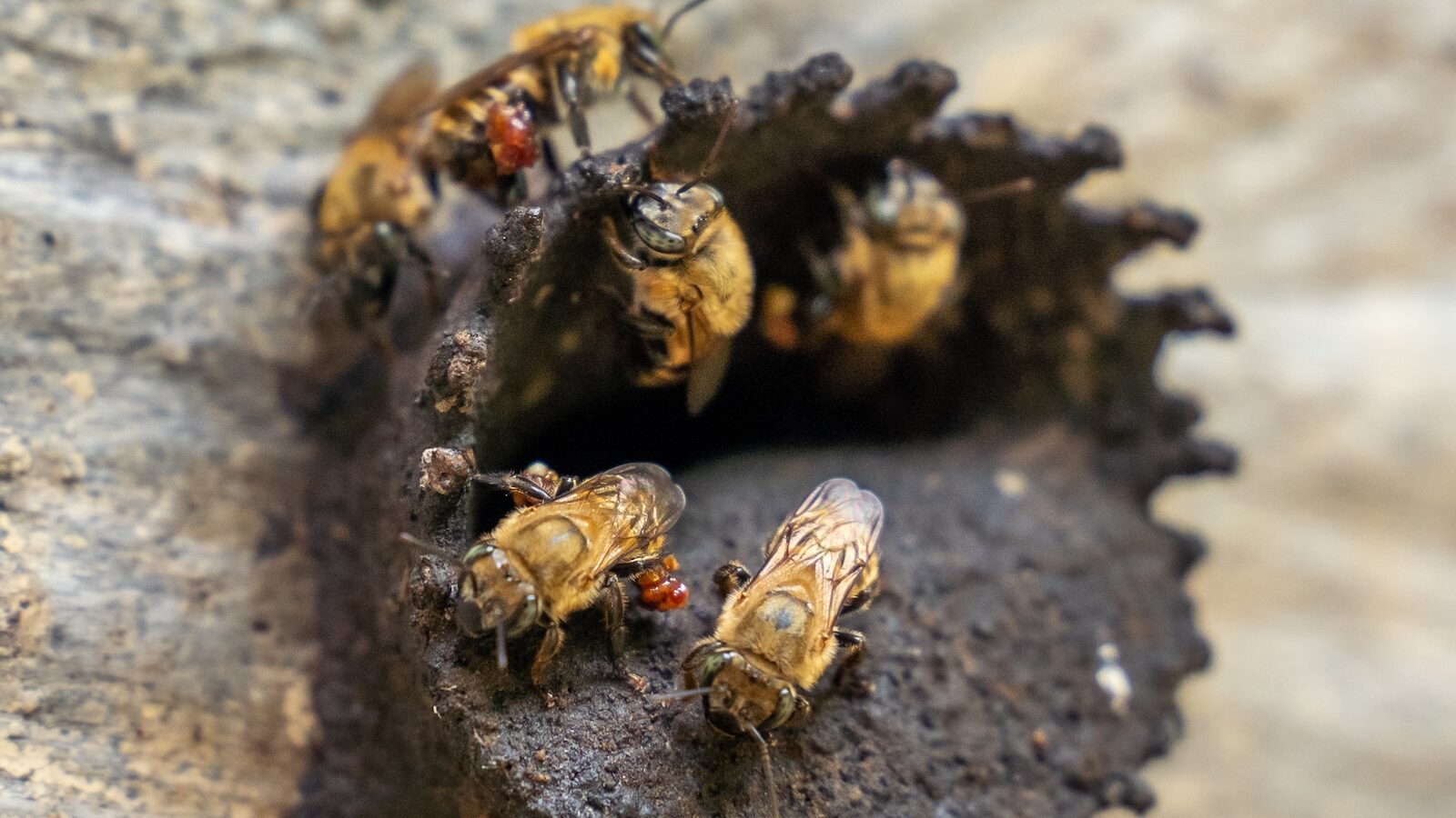 Native stingless bees are essential to the Amazon, responsible for up to 90% of pollination in certain Amazonian ecosystems. IMAGE CREDIT: Sacha Cine / Rainforest Foundation US