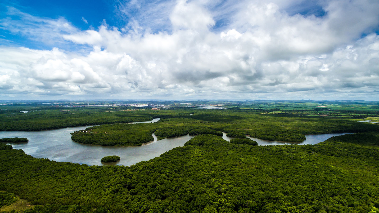 The  Rainforest in Brazil