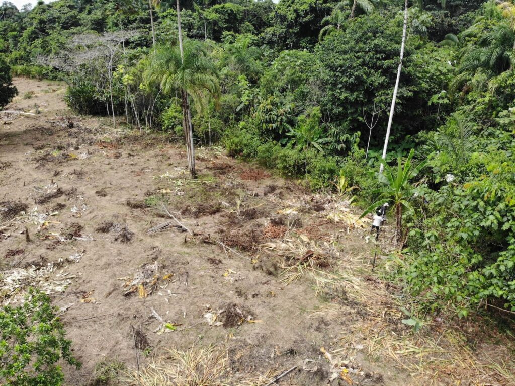 No Forests = No Future: A Call to Support Indigenous Defenders on the Frontlines 1 DJI 0045 deforestation in Peru 1