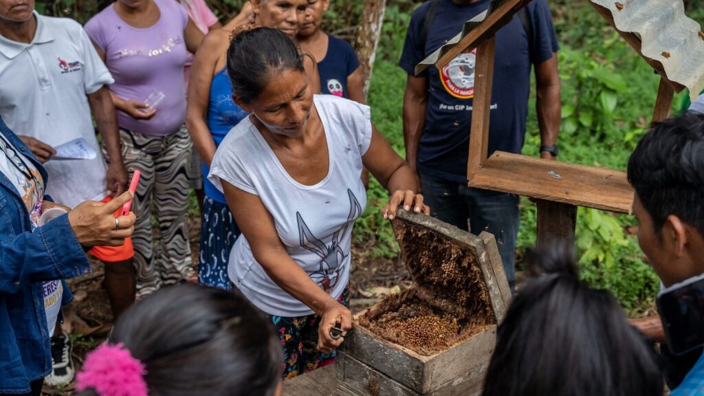 Spring 2026 Newsletter 2 Indigenous peoples in Peru's Amazon have practiced meliponiculture—the care of native stingless bees—for generations.