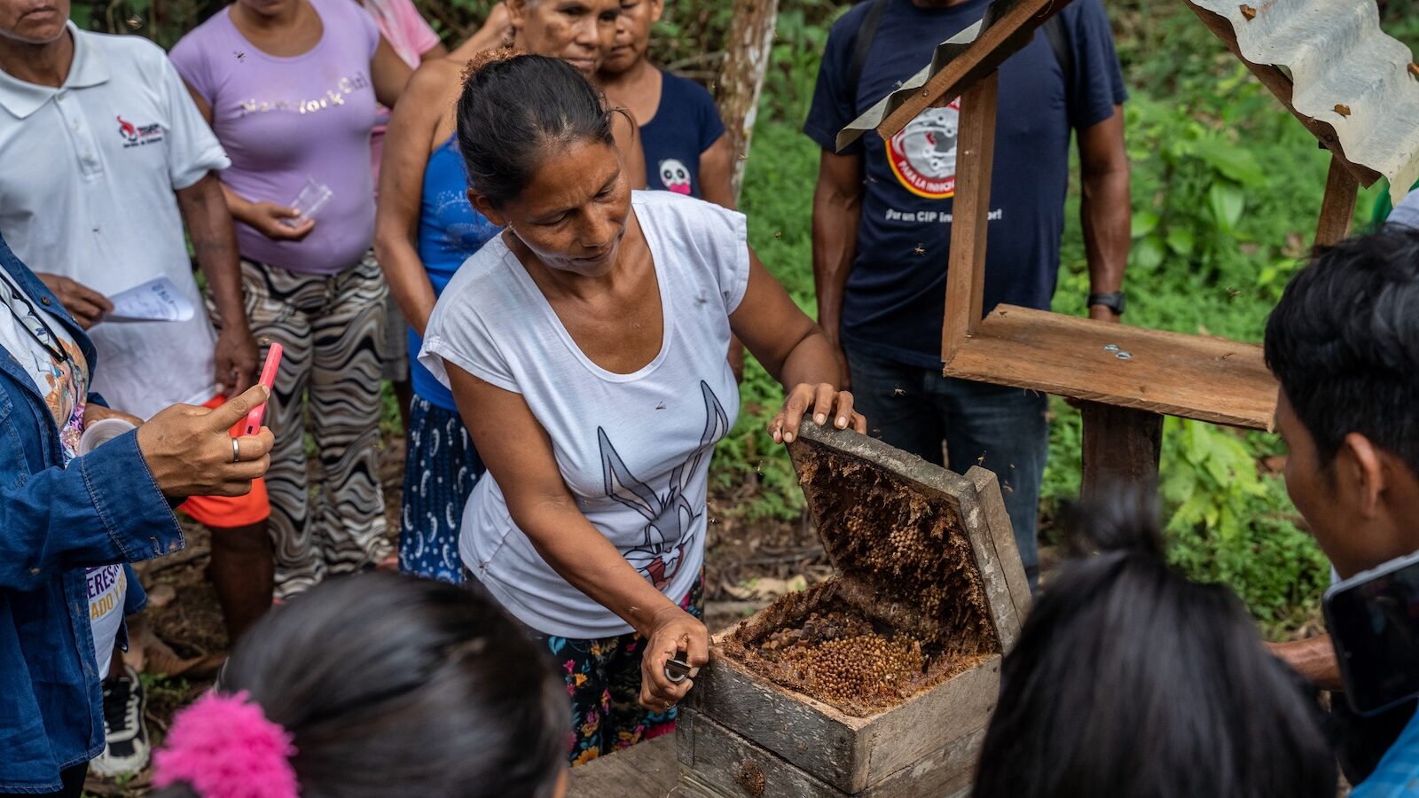 Indigenous communities in Peru's Amazon practice meliponiculture, the care of stingless native bees