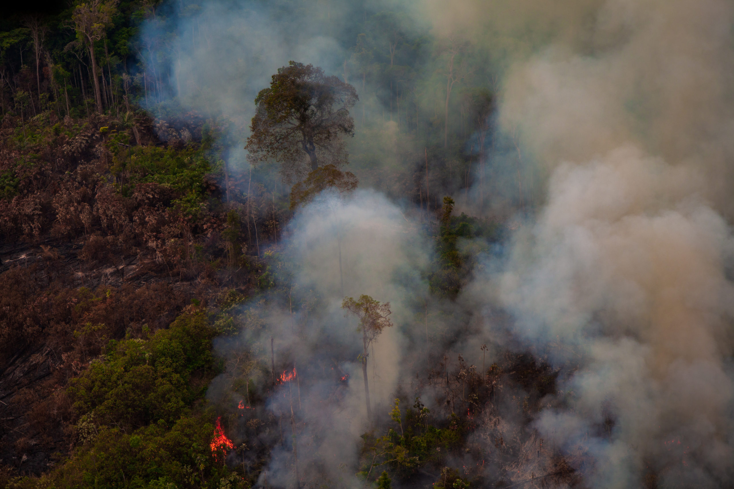 Fires burn bushes and trees in Jamanxim National Forest in Brazil, billowing smoke