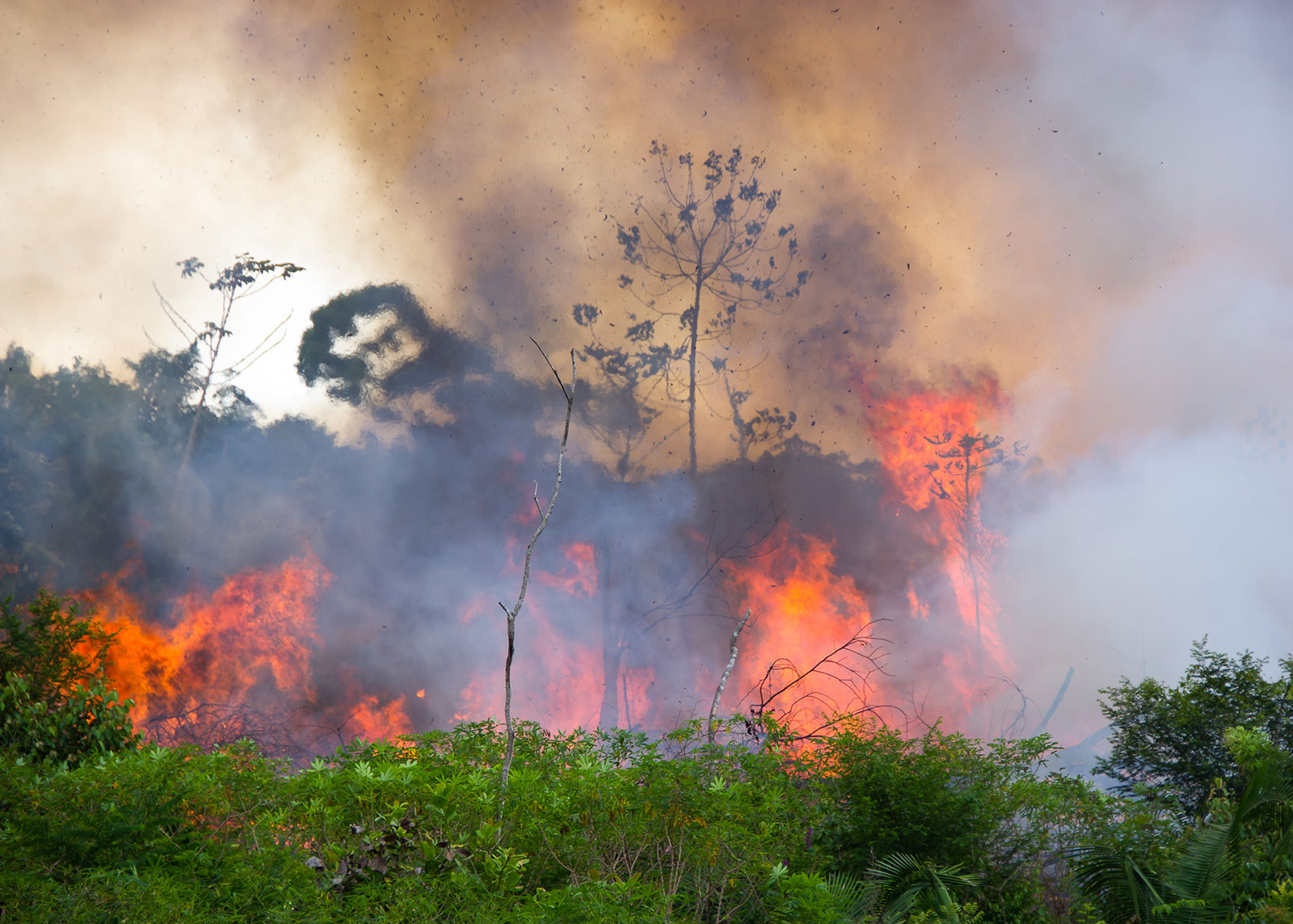 Flames engulf trees in the Brazilian Amazon, surrounded by brown smoke and flying ash