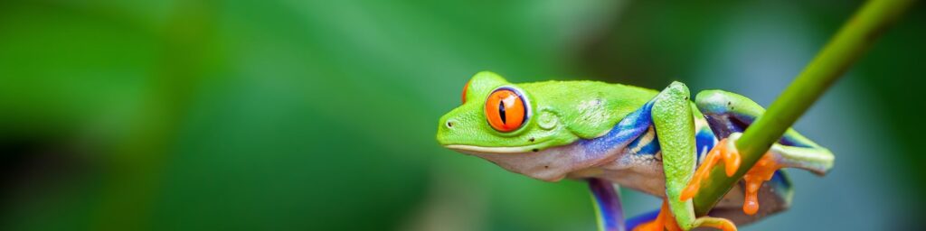 a red-eyed tree frog
