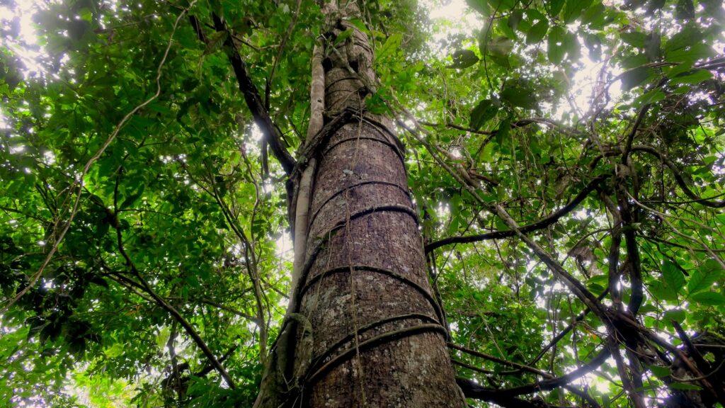 A tall tree stands in Ticuna territory