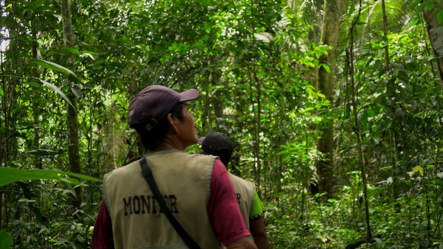 Two Ticuna forest monitors walk through a magnificent forest