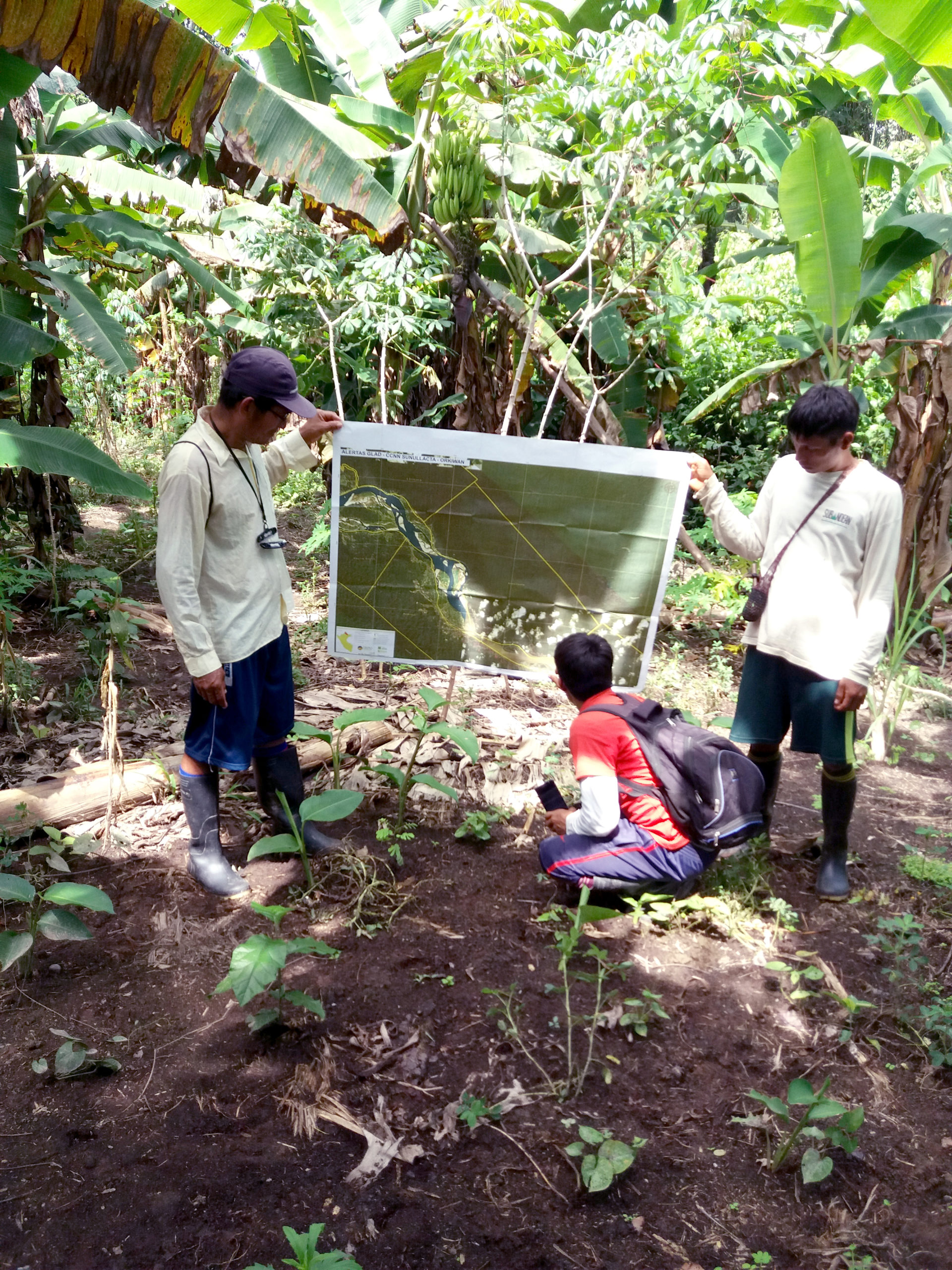 Three indigenous men study a map surrounded by rainforest