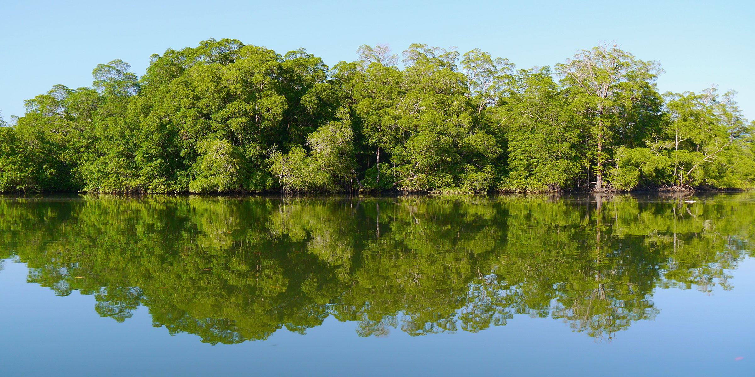 Lime green trees and their reflection in a river in Panama