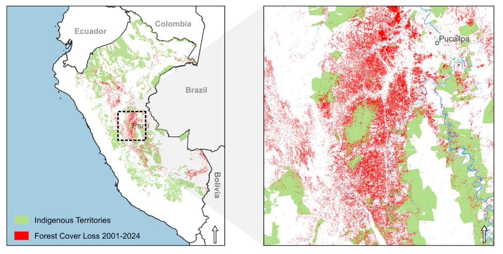 Land managed by Indigenous peoples (in green, showing forest cover) manifests lower rates of deforestation. CREDIT: Rainforest Foundation US
