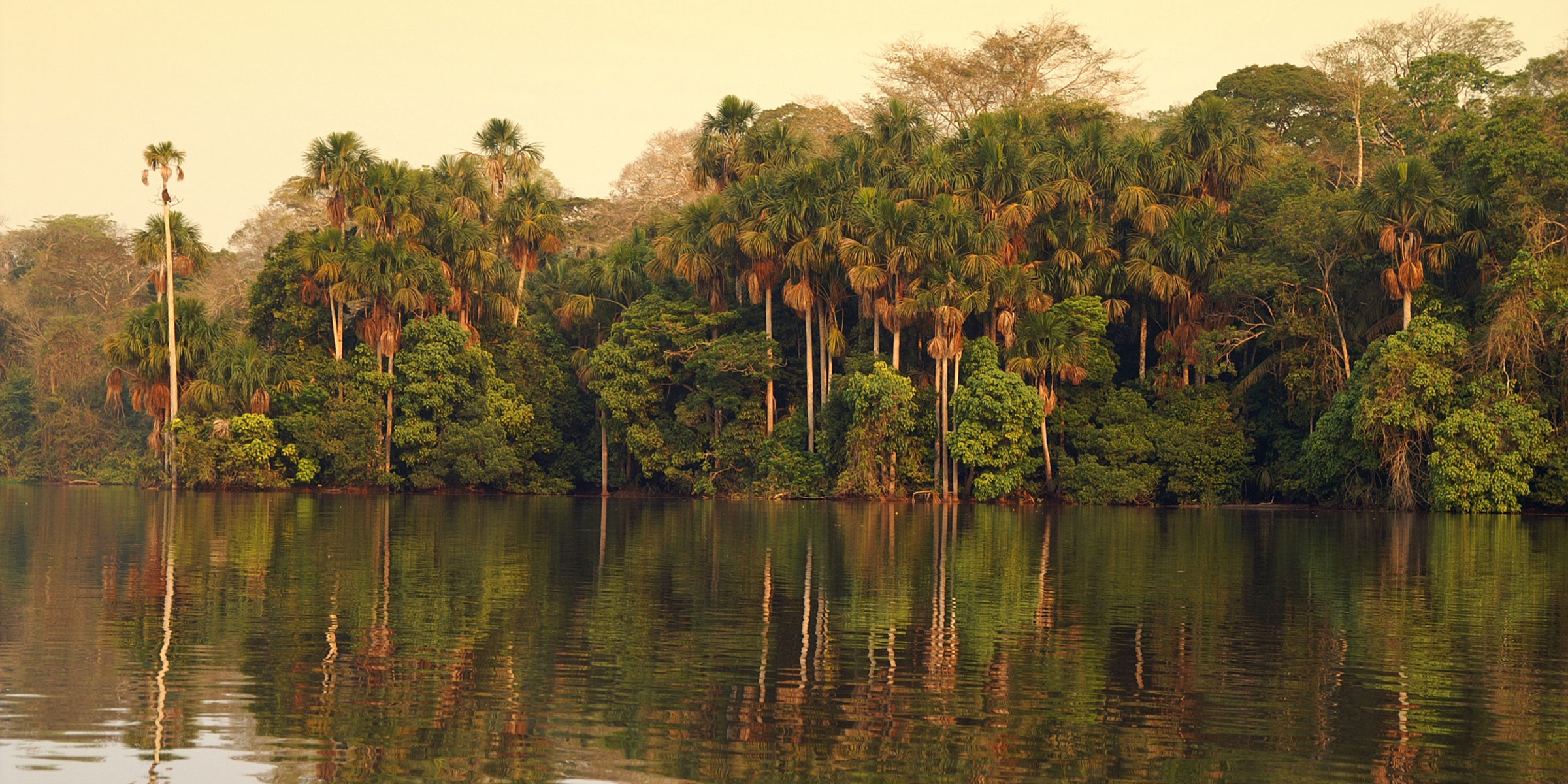 Tropical trees with green and orange fronds reflected in Sandoval Lake, Peru