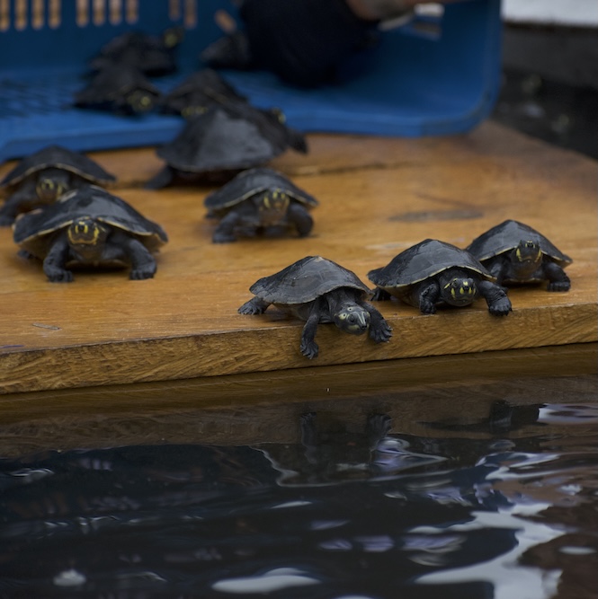 Release of Taricaya turtles in Peru Amazon