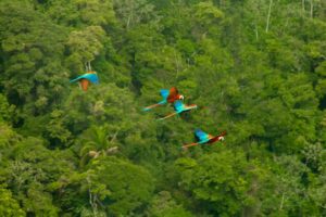 A flock of vibrant scarlet macaws flying amidst the green foliage of the rainforest.