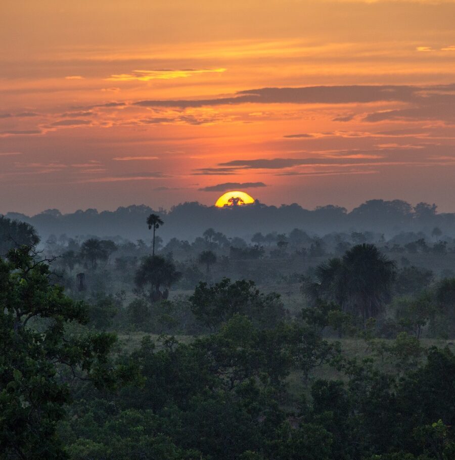 a sunset over a forest