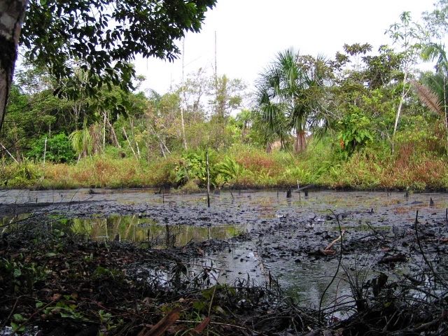 An oil spill mars the waters and vegetation of Peru's Amazon, with crude oil slicking over the surface of a once-pristine wetland. This scene illustrates a distressing environmental issue where the Amazon, a biodiversity hotspot, faces frequent oil spills, underscoring a critical need for transitioning to cleaner energy sources to protect these vital ecosystems.