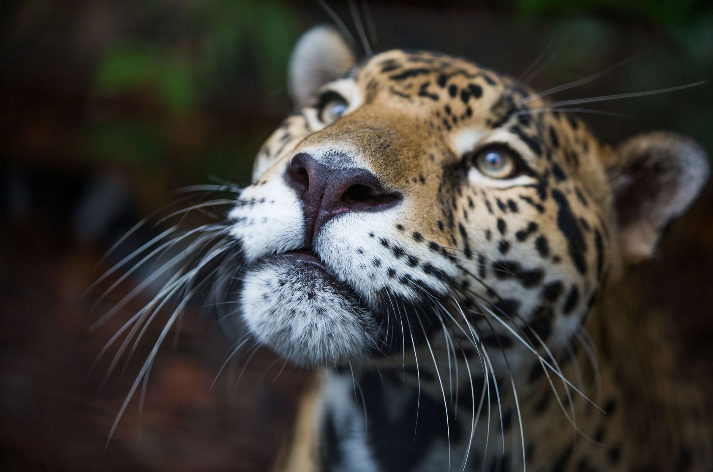 A jaguar looking up in the middle of a rainforest