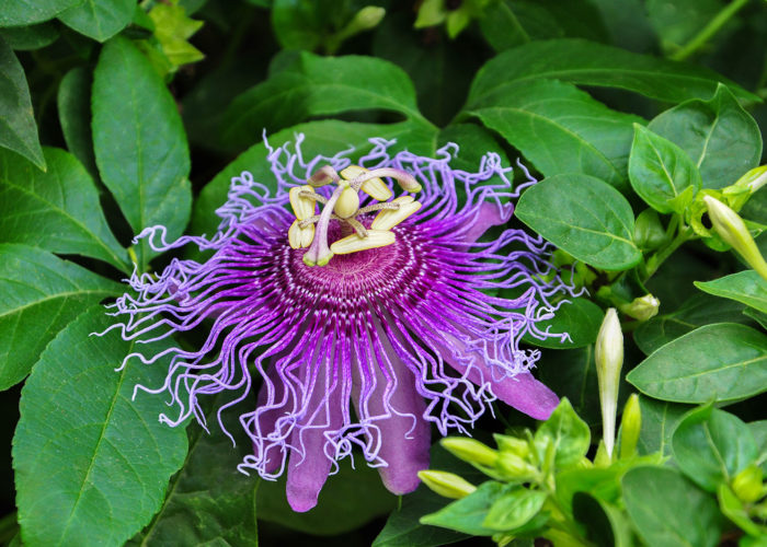 A purple passionflower with thin, twirling petals